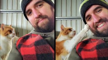 Cat Politely Asks Man For Pets