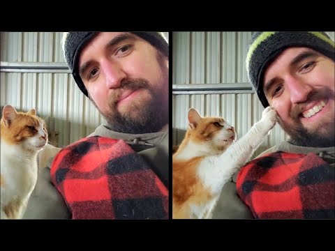 Cat Politely Asks Man For Pets