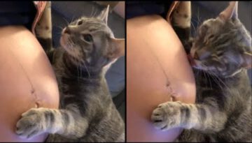 Cat Realizes Its Owner Is Pregnant