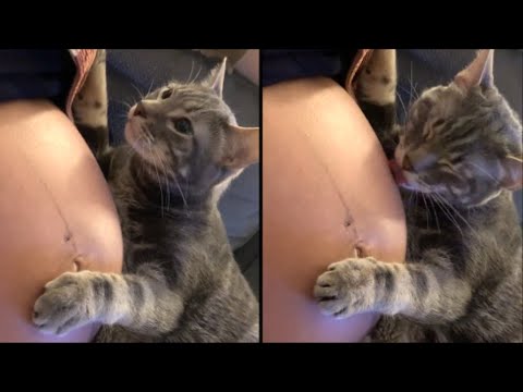 Cat Realizes Its Owner Is Pregnant