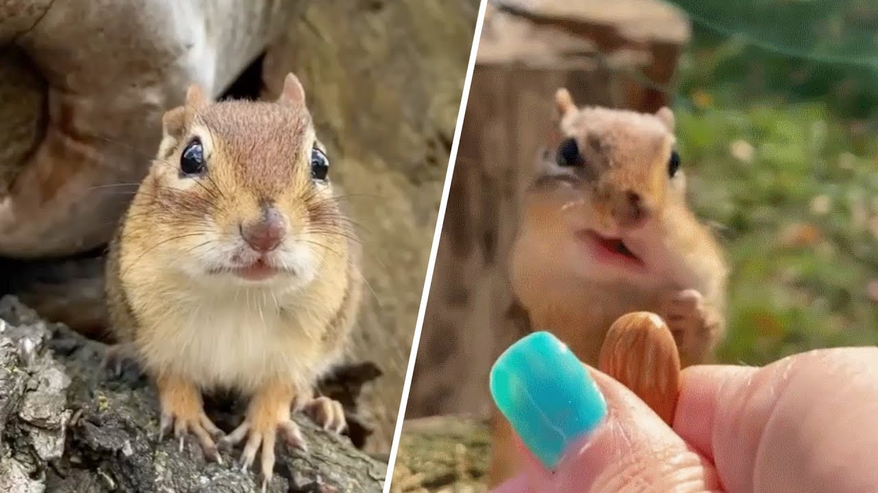 Charlie the Chipmunk Met Woman of His Dreams