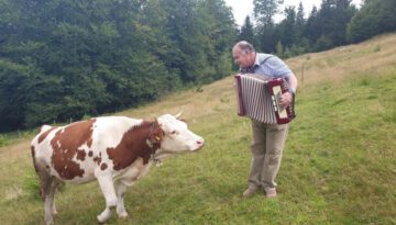 Cow in Love With Accordion