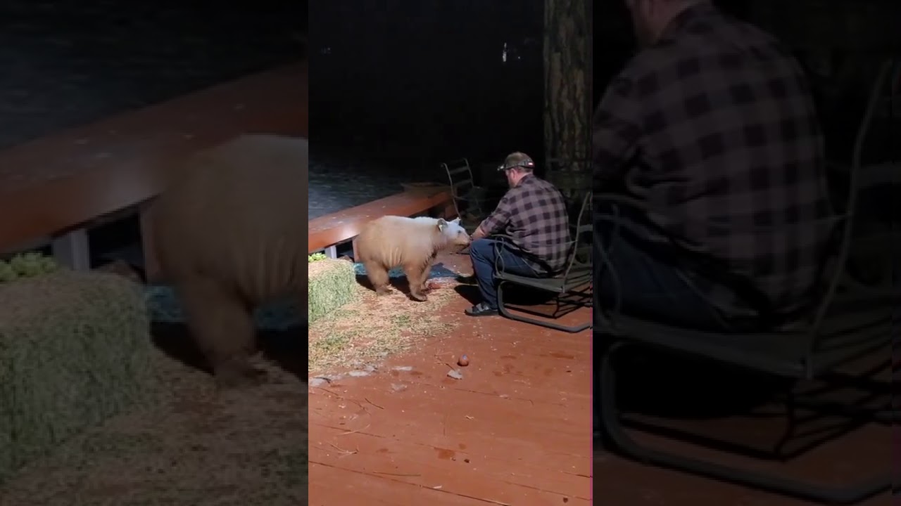 Curious Bear Approaches Guy and Gives Him Kisses!