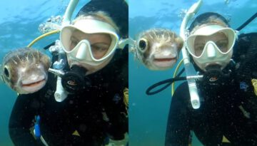 Curious Pufferfish Wants A Selfie