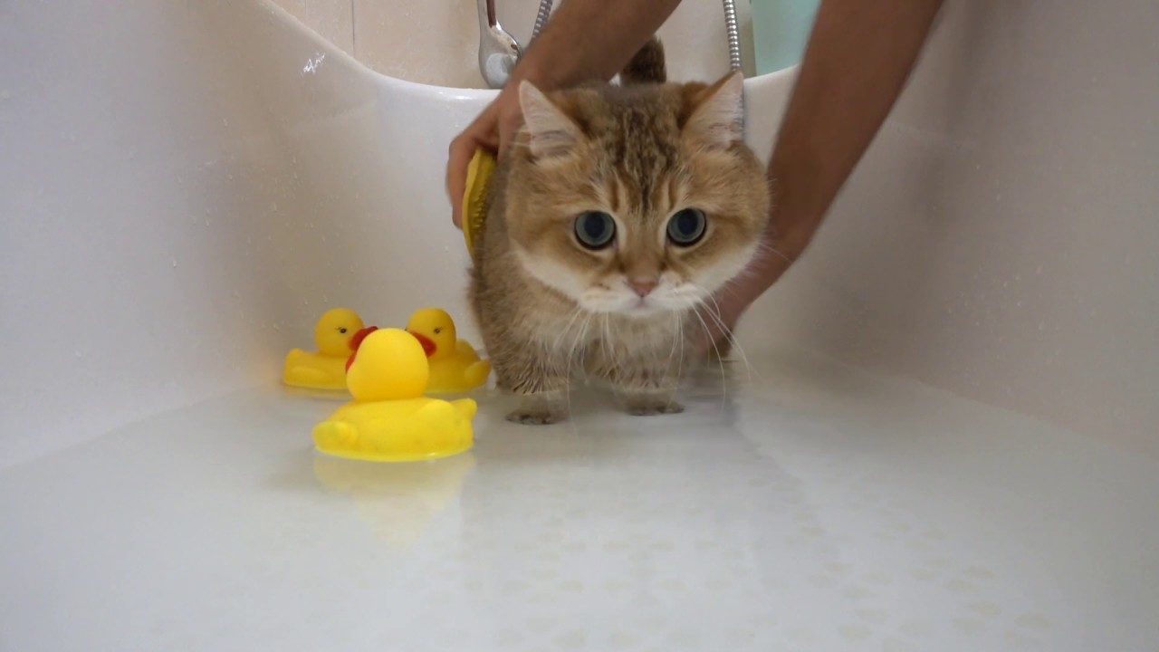 Cutest Cat in a Bathtub