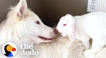 Dog Can’t Stop Smiling When He Gets A Bunny Sister