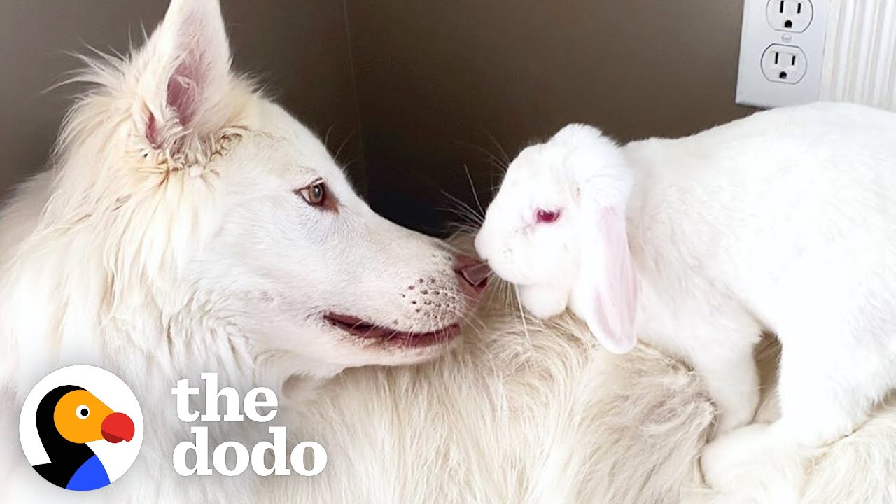 Dog Can’t Stop Smiling When He Gets A Bunny Sister