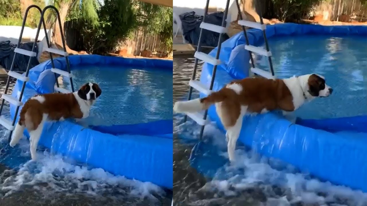 Dog Destroys Owner’s Pool And Floods Entire Backyard