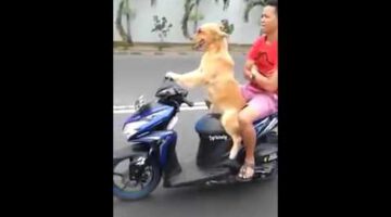 Dog Driving a Scooter With a Passenger