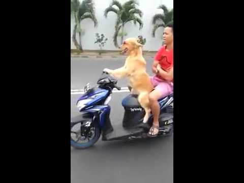 Dog Driving a Scooter With a Passenger