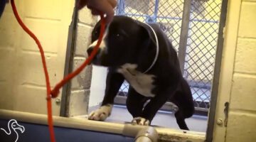 Dog Gets Adopted and Totally Loses It