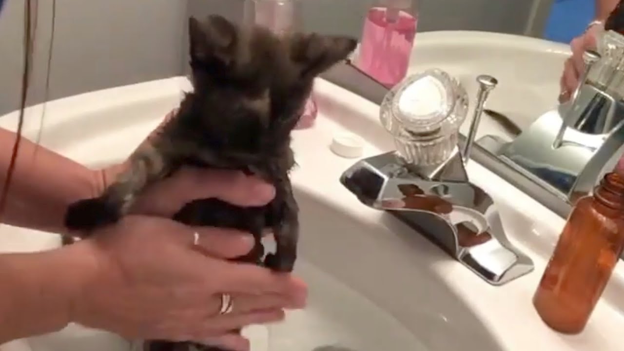 Everyone Abandoned This Weird-Looking Kitten