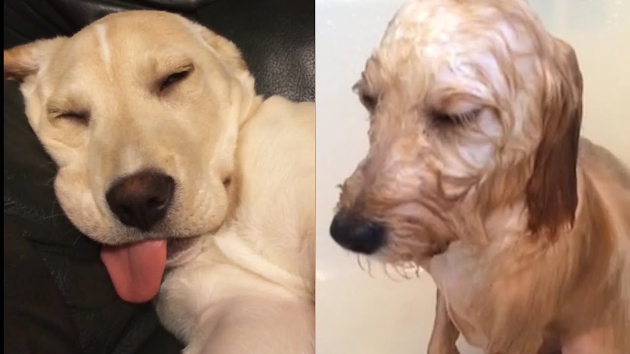 Funny Sleepy Tired Dogs