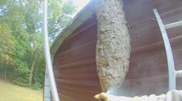 Getting Rid Of a 5 Feet Tall Hornet’s Nest