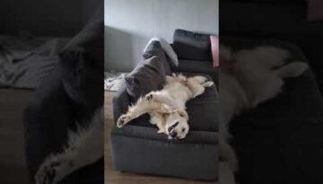 Golden Retriever Wakes up with Glorious Smile