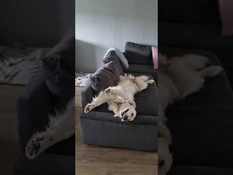 Golden Retriever Wakes up with Glorious Smile