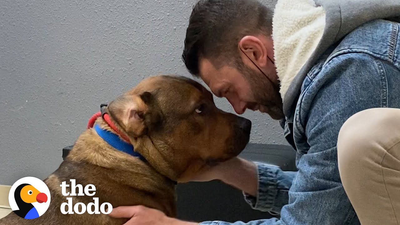 Guy Promises He’s Not Going To Keep His Foster Dog