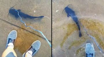 He Really Took a Fish For a Walk