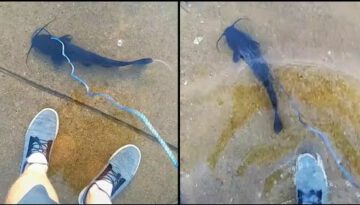 He Really Took a Fish For a Walk