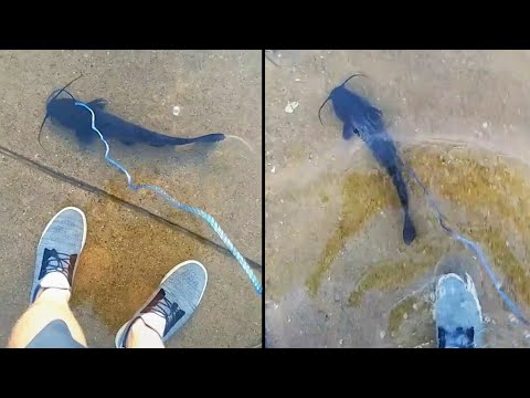 He Really Took a Fish For a Walk