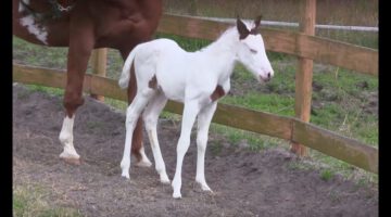 Incredibly Rare Baby Horse