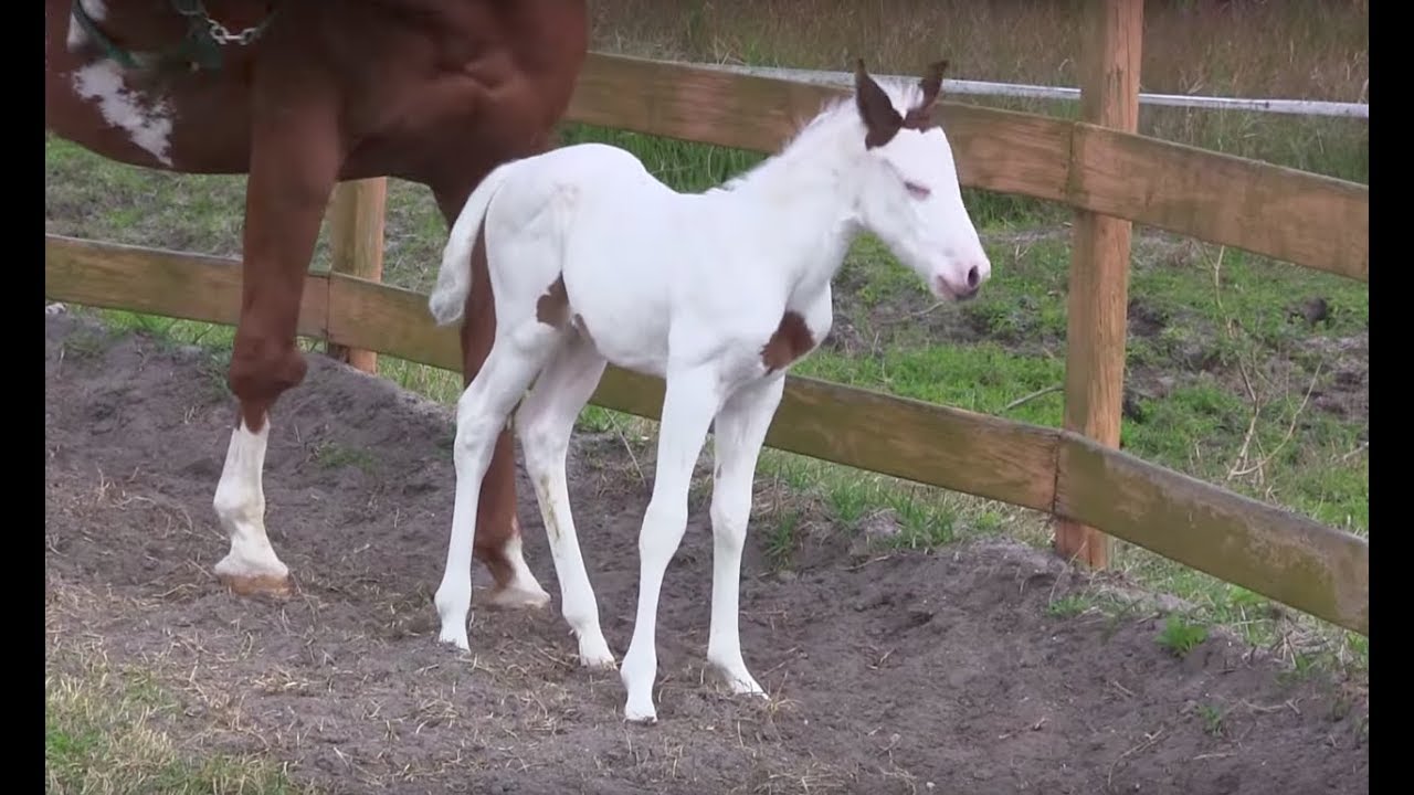 Incredibly Rare Baby Horse