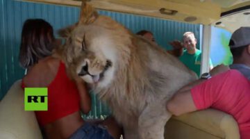 Lion Breaks Into Tourist Vehicle on Crimea Safari Tour