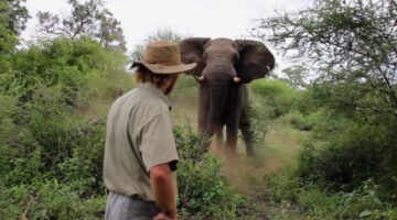 Man Scares Away Charging Elephant