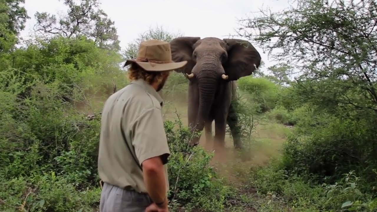 Man Scares Away Charging Elephant