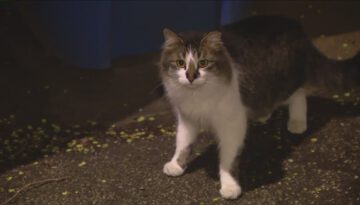 Meet the Cats Fighting Chicago’s Rat Problem