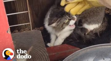 Mother Cat And Her Kittens Take In A New Family Member