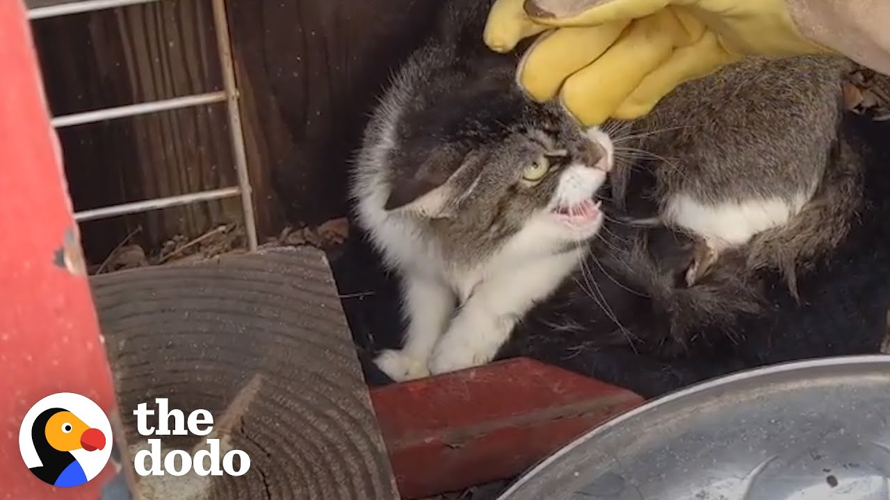 Mother Cat And Her Kittens Take In A New Family Member