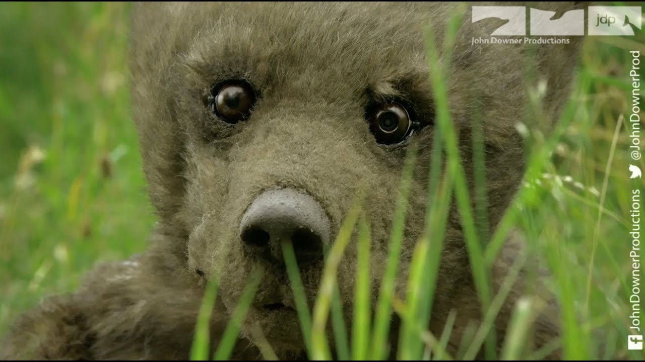 Robotic Spy Bear Goes Fishing With Real Grizzlies. Will He Survive?