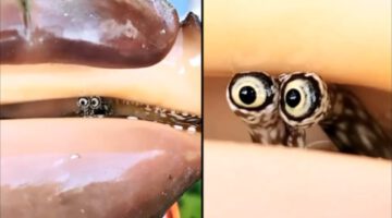 Shy Snail Sticks Eyes Out Of Shell