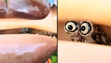 Shy Snail Sticks Eyes Out Of Shell