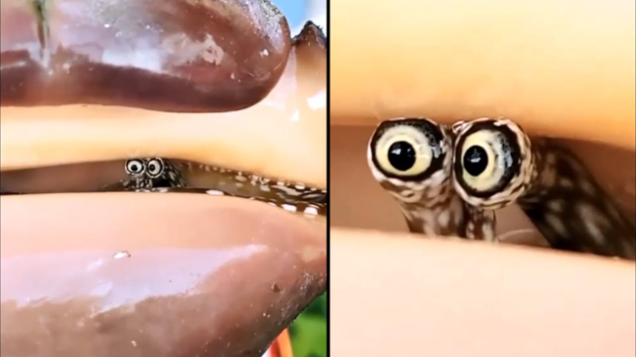 Shy Snail Sticks Eyes Out Of Shell