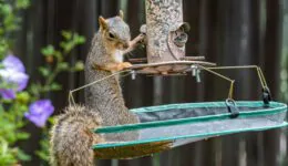 Squirrel Raids Bird Feeder – Cyclotron Physicist Builds a Squirrel Cafe