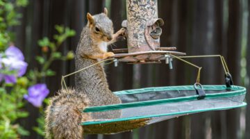 Squirrel Raids Bird Feeder – Cyclotron Physicist Builds a Squirrel Cafe