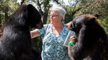 The Granny Who Lives With Two Bears And A Tiger