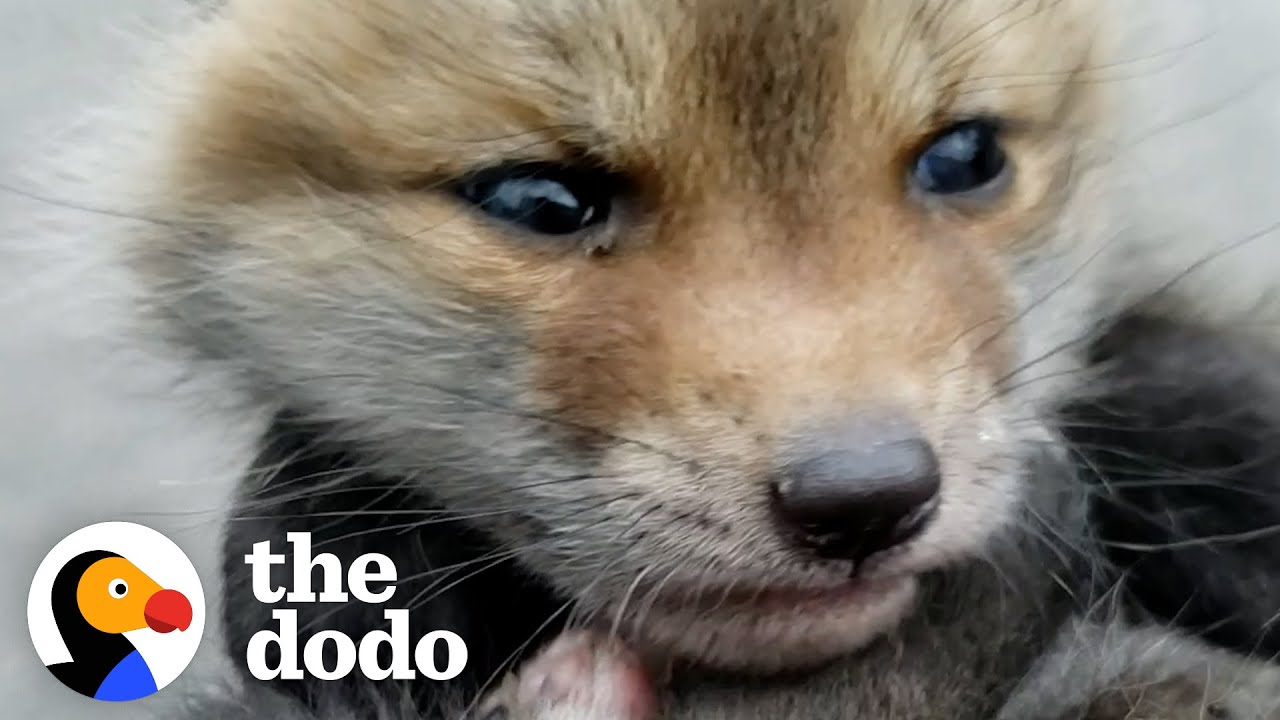 Two Orphaned Baby Foxes Go Nuts When They Meet For The First Time