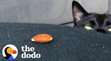 Very ‘Scary’ Cat Is Obsessed With A Tiny Almond