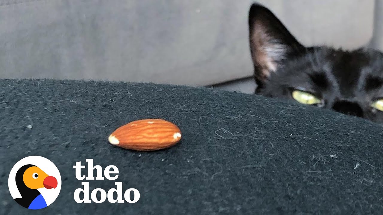 Very ‘Scary’ Cat Is Obsessed With A Tiny Almond