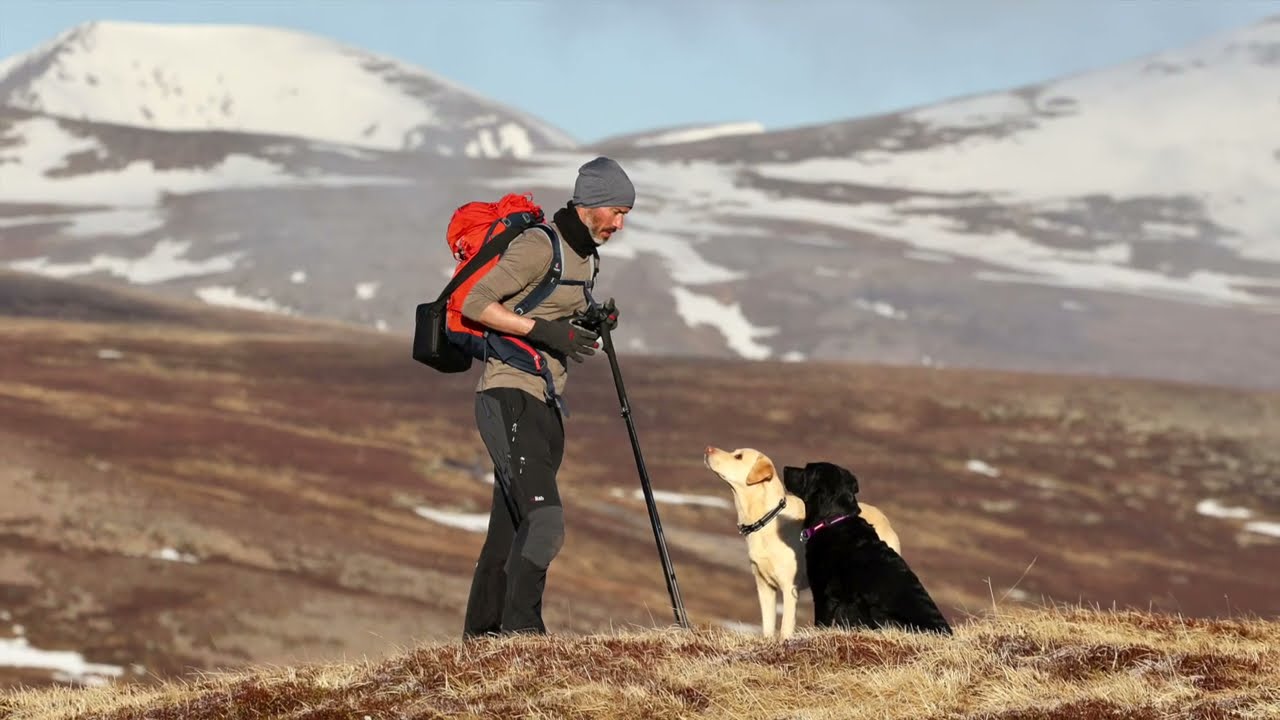 Walking to the Mountains With Two Dogs