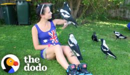 Woman Gives Toys to a Wild Magpie – and He Invites His Friends Over to Play