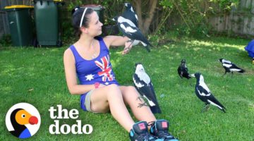 Woman Gives Toys to a Wild Magpie – and He Invites His Friends Over to Play