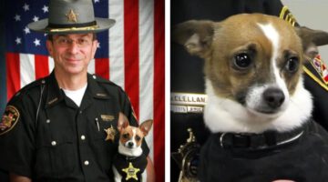 World’s Smallest Police Dog Dies of Heartbreak