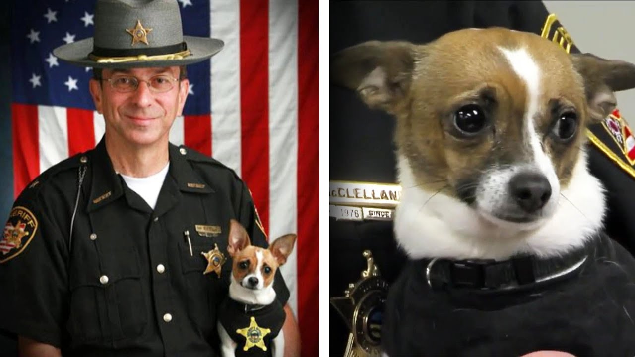 World’s Smallest Police Dog Dies of Heartbreak