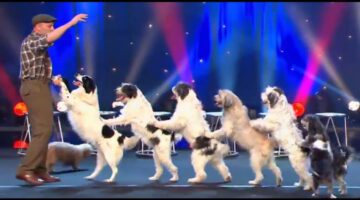 Amazing Dogs Perform Tricks on Stage