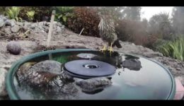 Animals Making Use of a Backyard Fountain