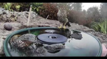 Animals Making Use of a Backyard Fountain